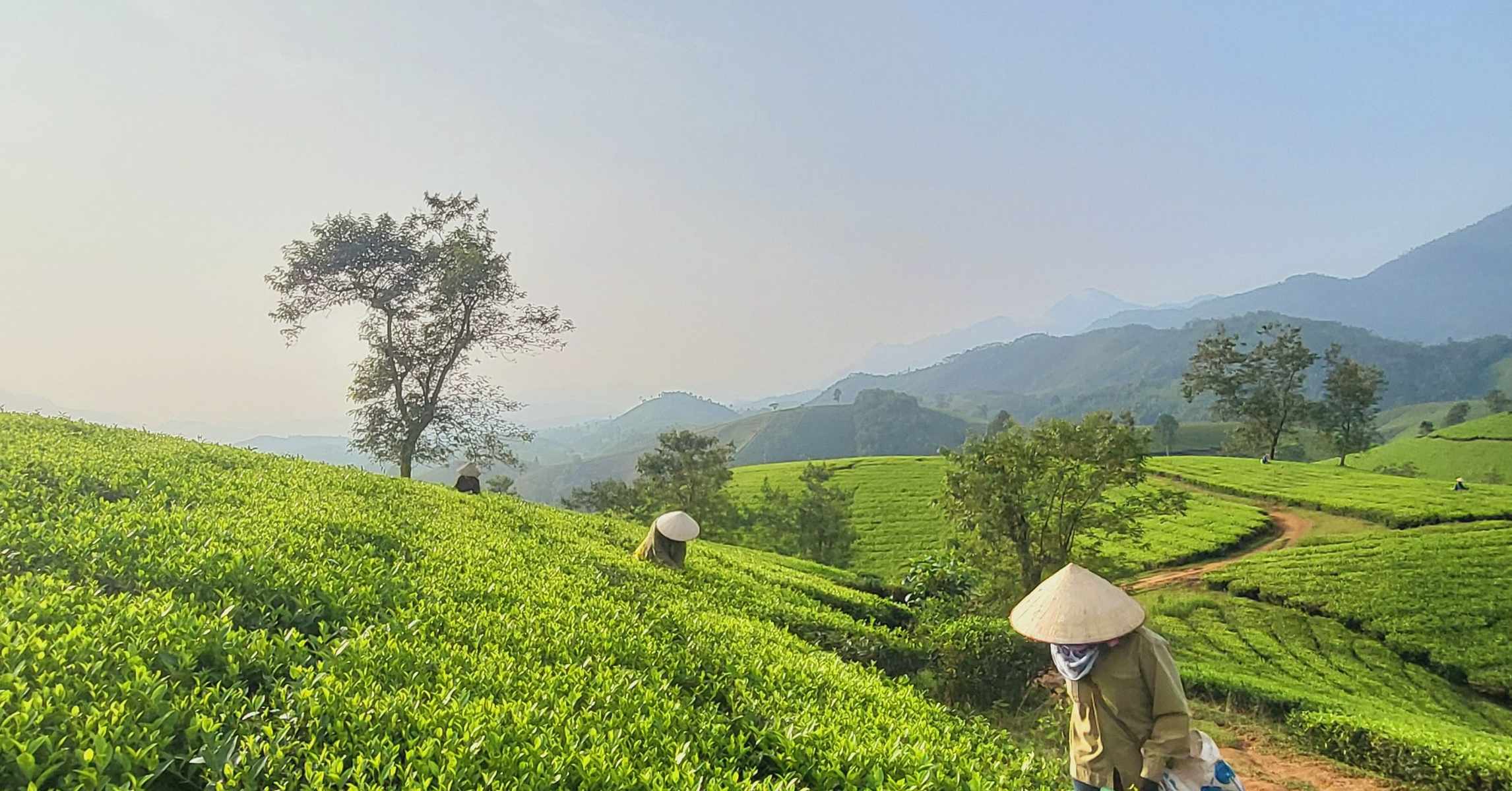 Người hái chè đội nón lá trên đồi chè Long Cốc, huyện Tân Sơn, Phú Thọ