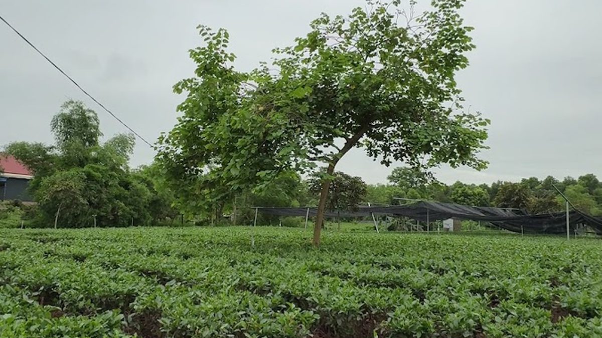 Nương chè xanh trải dài ở Tân Cương, Thái Nguyên