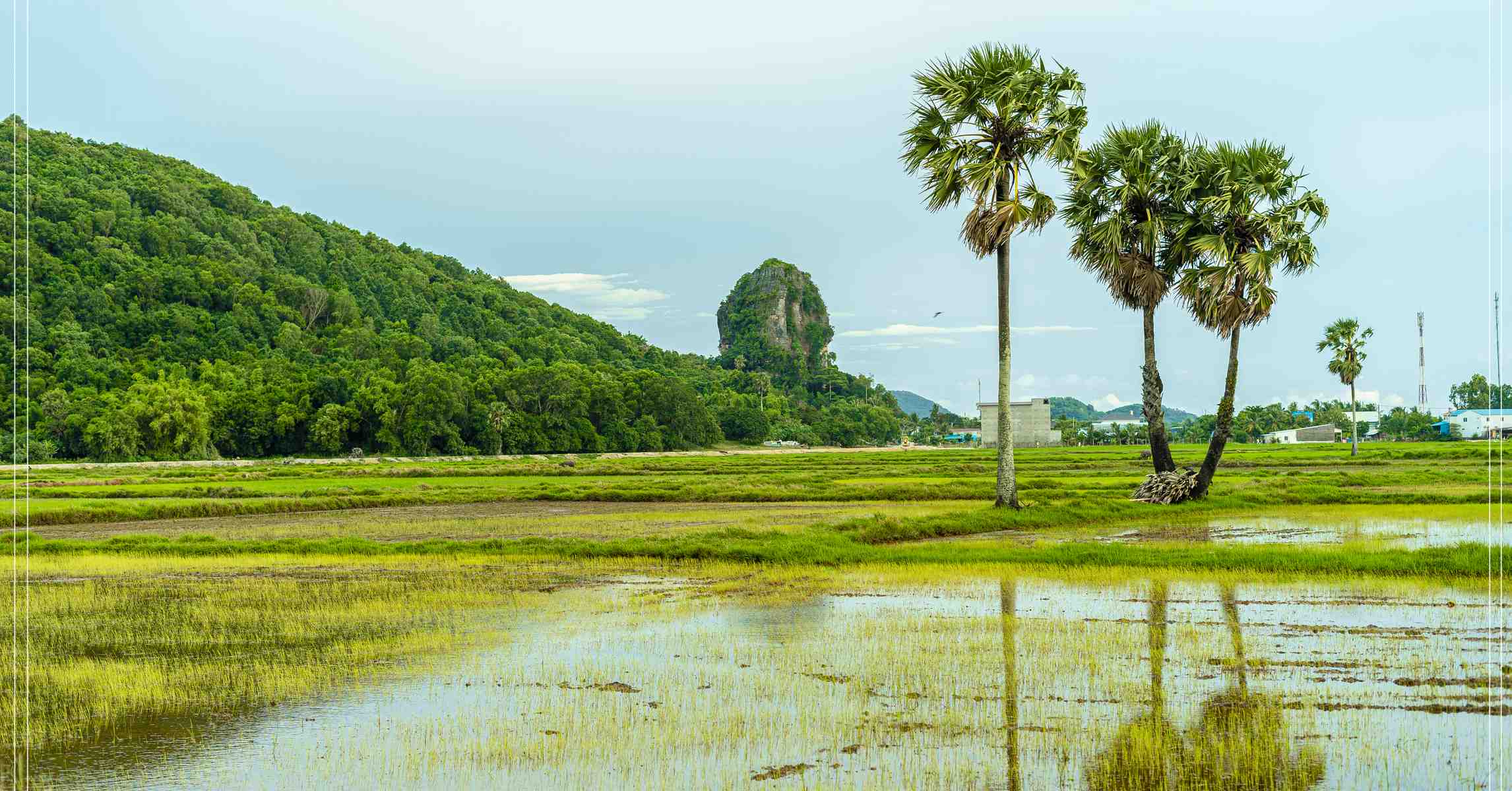 Núi đá vôi Thạch Động nhô giữa cánh đồng lúa Hà Tiên, hàng cây thốt nốt phía trước