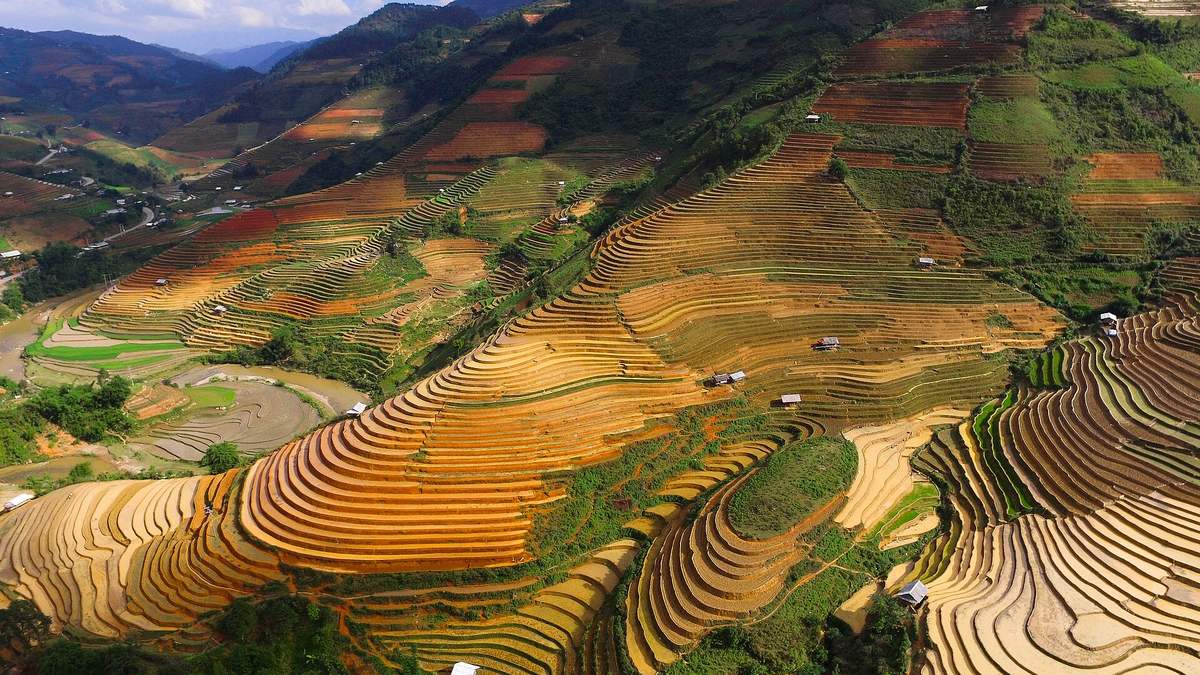 Ruộng bậc thang Chế Cu Nha nhìn từ trên cao mùa chuyển màu