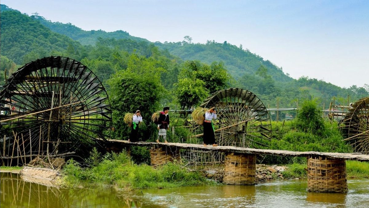 Những chiếc guồng nước bằng tre và người dân bản địa gánh lúa qua cầu tre ở Pù Luông