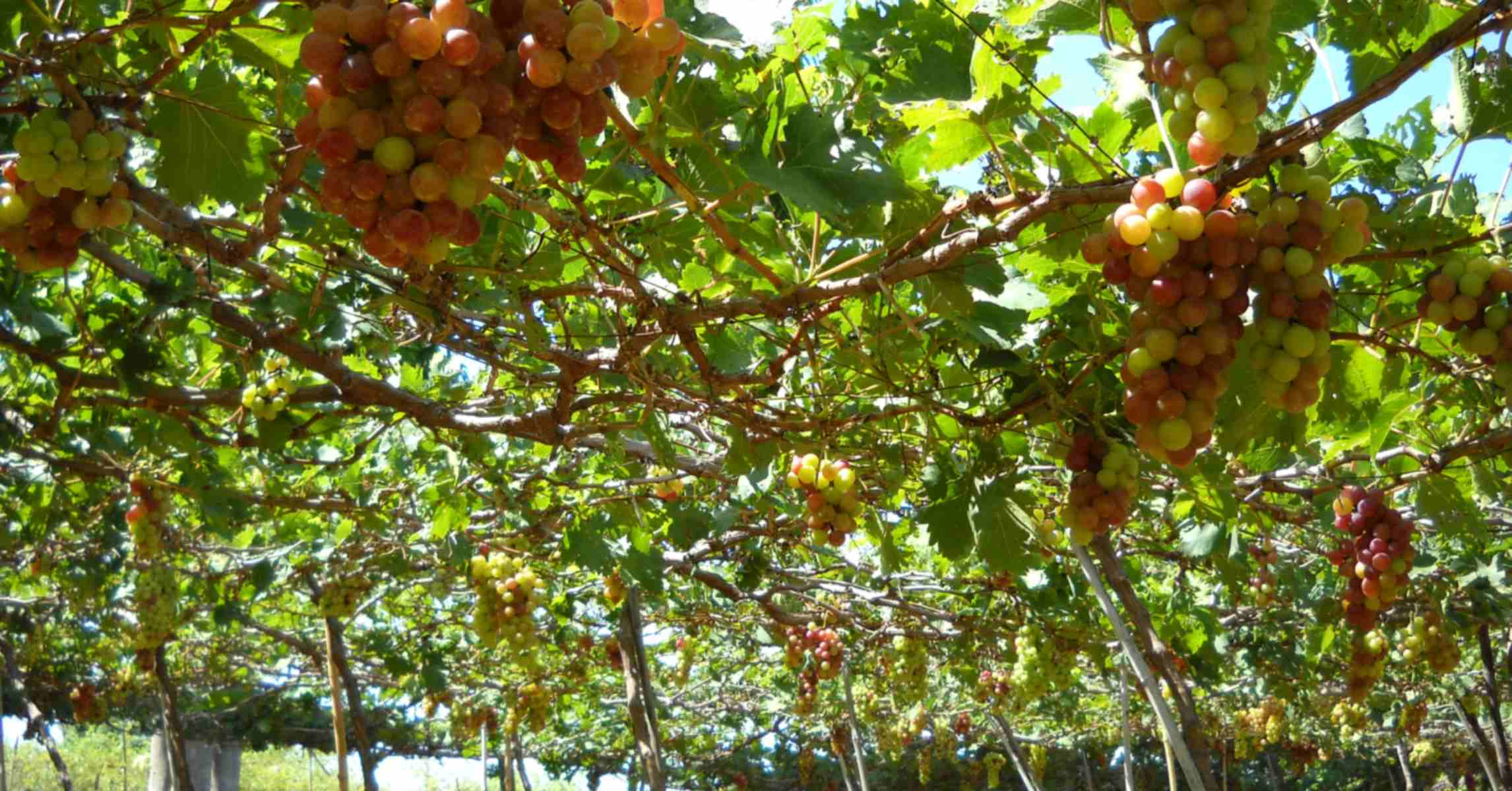 Giàn nho trĩu quả trong vườn nho ở Phan Rang, Ninh Thuận